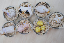 Load image into Gallery viewer, The Barnyard Beauties