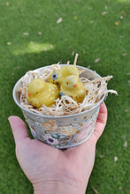 Load image into Gallery viewer, The Barnyard Beauties